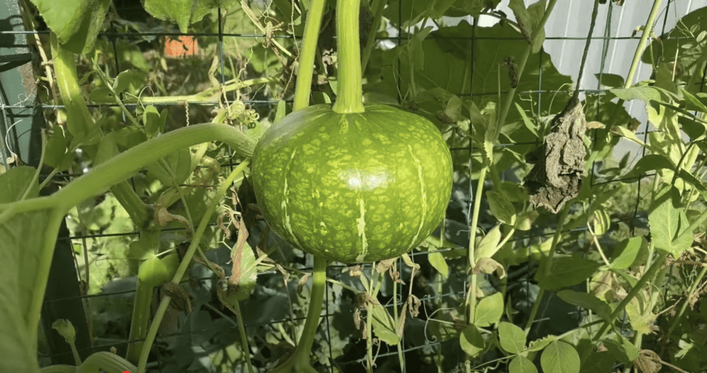 Winter Squash